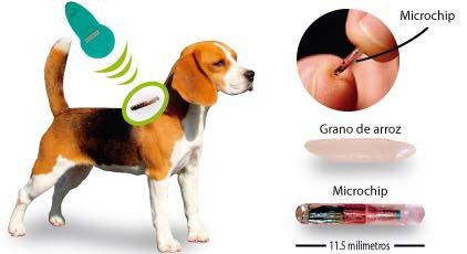 Obavezno mikročipiranje pasa